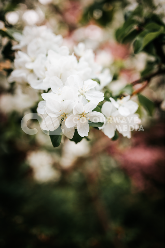 White Flowers Print