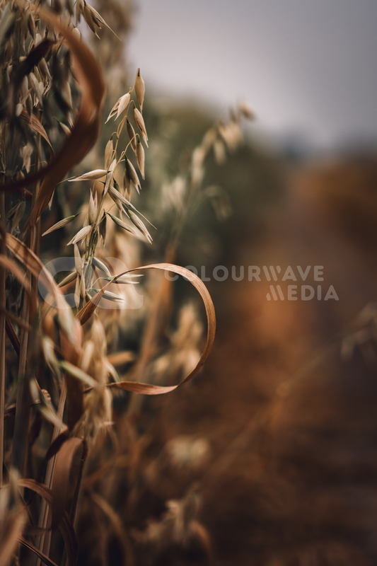 Wheat Field Print