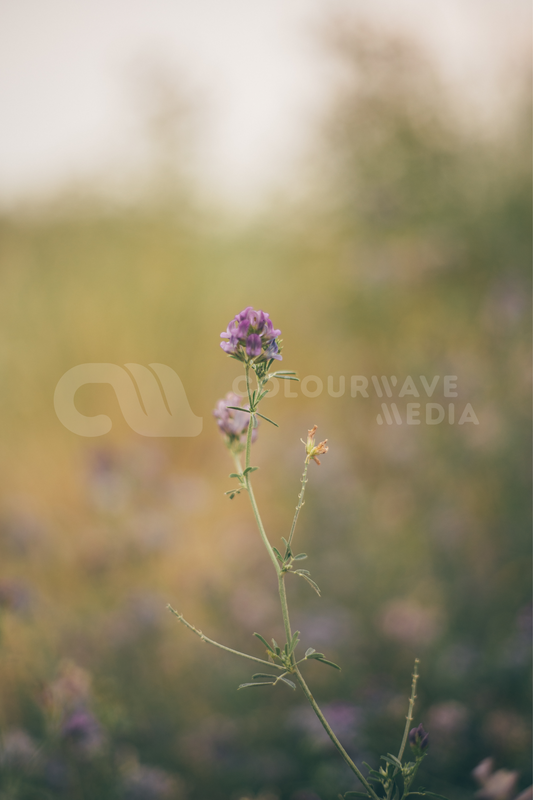 Purple Flower Print