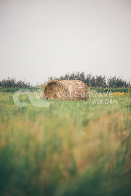 Hay Bale Print